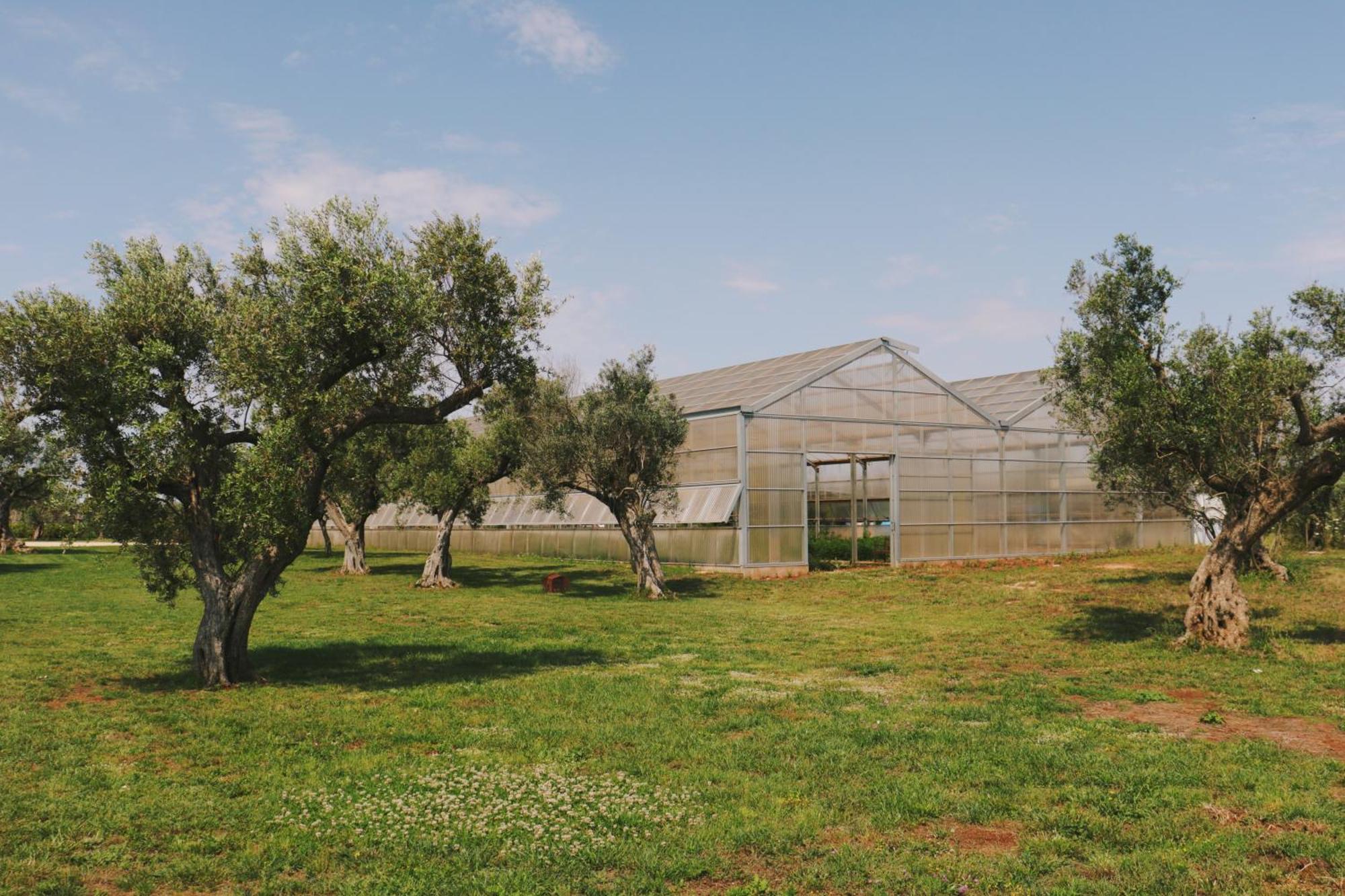 Bauernhof Secolario Masseria Del Viverbene
